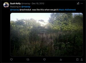A very overgrown allotment